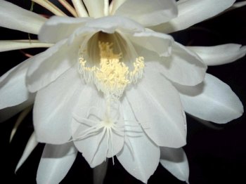 昙花一现高清电脑桌面壁纸