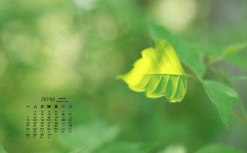 2016年3月日历自然清新高清桌面壁纸图片6下载