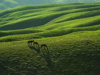 草原上奔跑的骏马桌面壁纸