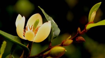 清新含笑花摄影电脑壁纸