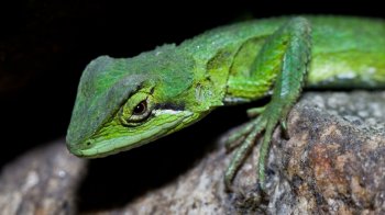 绿色蜥蜴摄影桌面壁纸