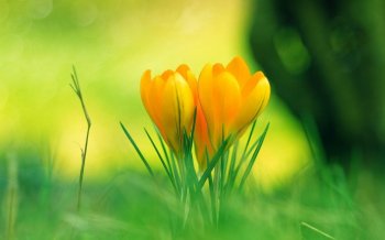 清新养眼美丽的花朵盛开图片桌面壁纸高清