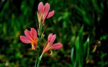 美人蕉鲜花图片高清壁纸大全
