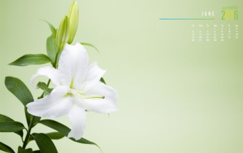 2016年6月日历栀子花电脑桌面壁纸