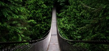 桥梁，树木，森林，主题自然美景桌面壁纸