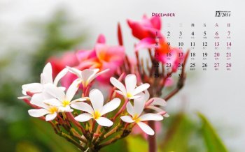 2014年12月日历唯美清新植物高清电脑桌面壁纸