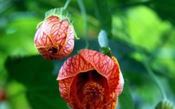 清新悬铃花图片win8壁纸