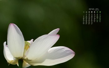 2016年3月日历洁白莲花桌面壁纸