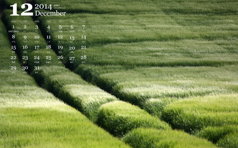 好新鲜的绿色的麦田唯美风光高清电脑桌面壁纸日历下载