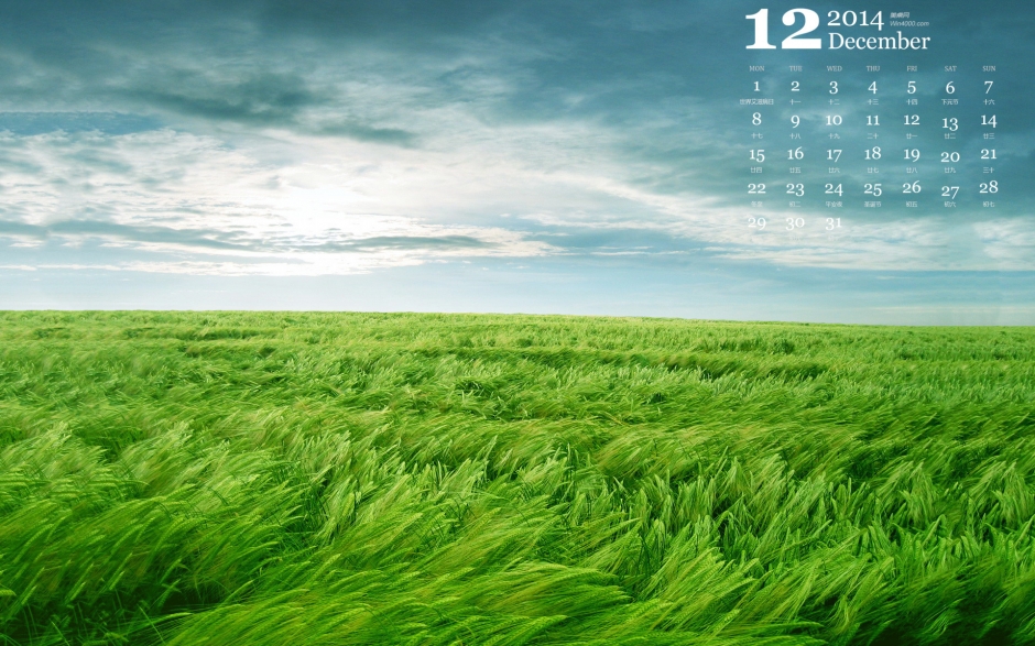 好新鲜的绿色的麦田唯美风光高清电脑桌面壁纸日历下载