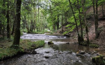 清新自然的森林河流风景桌面壁纸下载