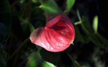 红掌高清桌面壁纸图片9下载