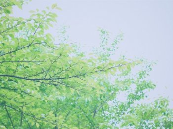 春日摄影唯美高清电脑壁纸