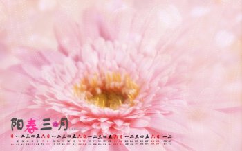 2015年3月日历唯美自然养眼的非洲菊植物欣赏高清电脑桌面壁纸