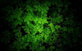 大自然的绿色桌面壁纸