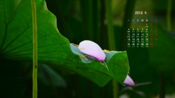 2016年4月绿色荷叶护眼日历壁纸