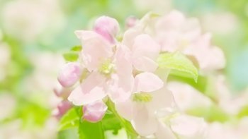 唯美意境花卉电脑壁纸