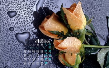 2015年2月日历沁人心脾的观赏植物玫瑰高清屏保电脑壁纸