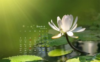 也见如此唯美清新荷花风景桌面壁纸图片