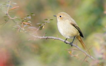 雌性北红尾鸲图片电脑桌面壁纸