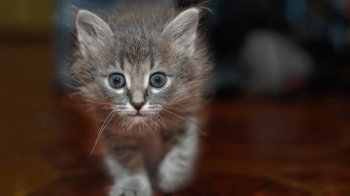 可爱猫咪高清摄影电脑壁纸