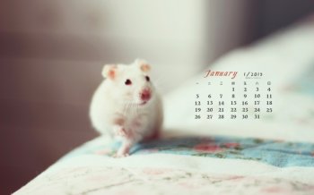 2015年1月日历壁纸可爱呆萌宠物白色小老鼠高清图片下载