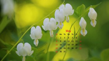 2016年5月日历白色的花电脑壁纸