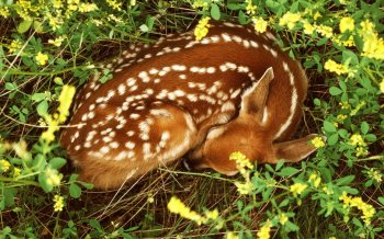 花草丛间的梅花鹿