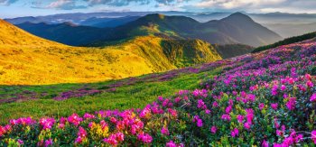 山,草地,粉色鲜花,风景桌面壁纸