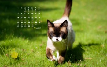 2015年7月日历精选绿色护眼高清电脑桌面壁纸下载1