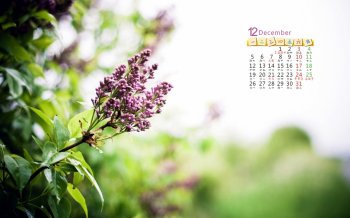 2016年12月唯美小清新植物花卉日历桌面壁纸大全5下载