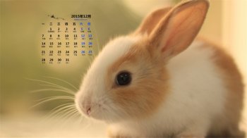 2015年12月日历壁纸可爱小兔子高清图片3