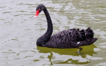 天鹅湖鸭子与天鹅摄影桌面壁纸