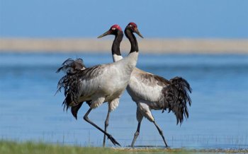 中国国宝黑颈鹤桌面壁纸图片下载