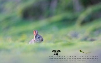 2016年4月日历可爱的小兔子桌面壁纸