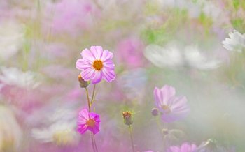 唯美清新波斯菊