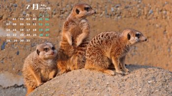2014年7月日历猫鼬动物写真win7高清电脑桌面壁纸下载