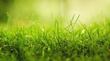 高清绿草小清新桌面壁纸