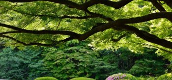 新宿御苑,日本东京风景桌面壁纸