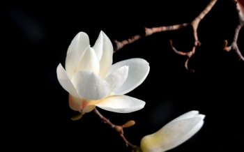 白色玉兰花图片桌面壁纸