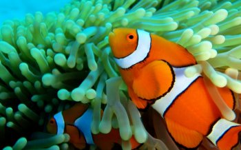 珊瑚礁中的可爱小丑鱼电脑桌面壁纸下载