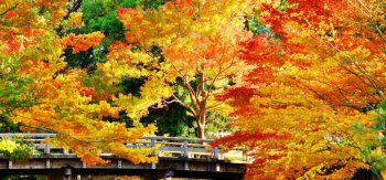 金色的秋天 树木 桥梁 公园 阳光明媚风景桌面壁纸