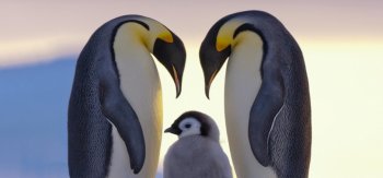 三只企鹅一家子桌面壁纸