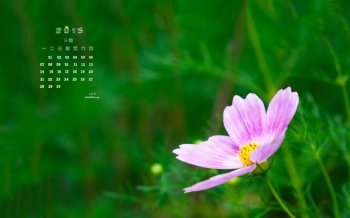 2015年9月日历小清新唯美花卉桌面壁纸图片下载