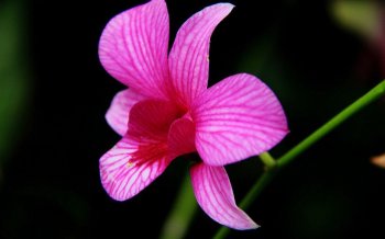 植物蝴蝶兰高清桌面壁纸下载1