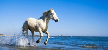 卡玛格马 海边白色骏马奔跑桌面壁纸