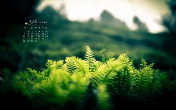 2015年12月日历唯美绿桌面壁纸下载6