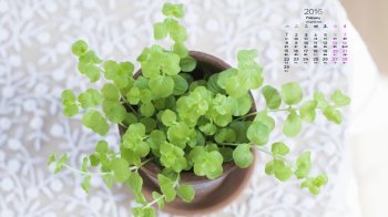 2016年2月日历唯美盆栽桌面壁纸图片下载