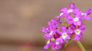 清新好看的花草