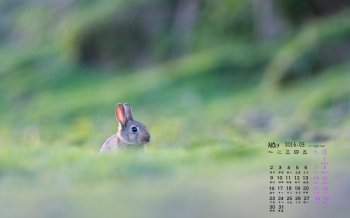 2016年5月日历可爱兔子桌面壁纸